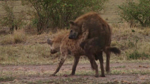  Hyenas mating in a very strange style.