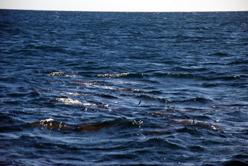 Obraz premium Portrait manta raya in Baja California