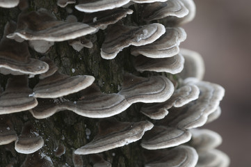Trametes versicolor