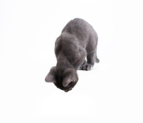 young, gray cat on a white background looks down with curiosity down
