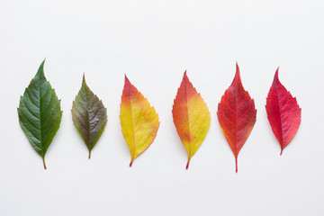 Autumn leafs colorful rainbow color gradient summer autumn season change concept