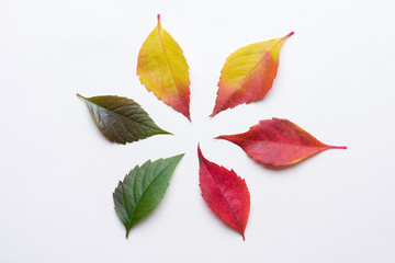 Colorful gradient autumn leafs in a circle from green to dark red