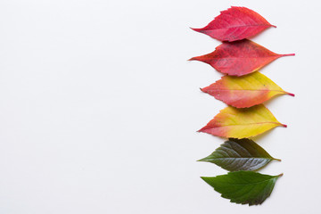 Autumn leafs in a row colorful rainbow color gradient summer autumn season change concept with copy space