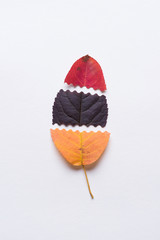 Autumn leaf made of sliced different color leaves