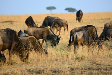 Wildebeest in Kenya, Masai Mara