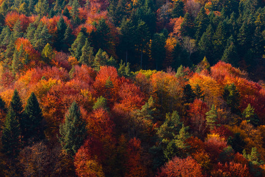 Fototapeta Autumn forest on mountain