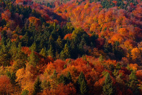 Fototapeta Colorful autumn forest on hills