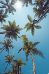Fototapeta na wymiar Tropical palms perspective view with shining sun