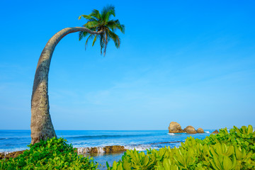 Obraz premium Coconut palm tree on exotic tropical island beach at summer clear day