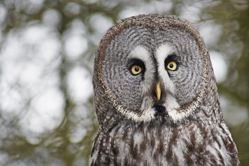 Great grey Owl