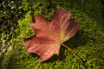 Large maple leaf on the moss