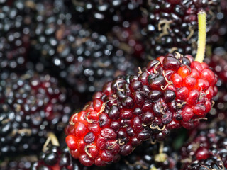 Select focus of red and purple Mulberry the background is a group of mulberries.