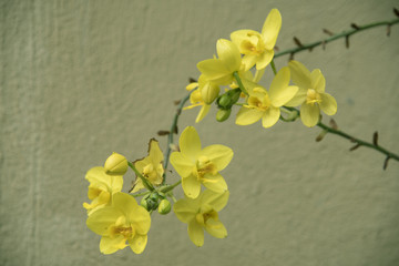 Yellow flowers are the background or wallpaper.