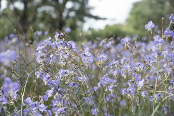 Purple flowers field, soft blur background