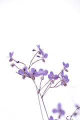 Obraz na płótnie Canvas Purple flower field in white background.
