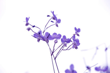 Fototapeta na wymiar Purple flower field in white background.