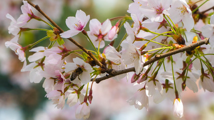 Tree branch in Spring with flowers