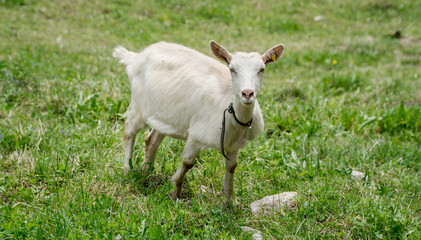 Goat on the green summer meadow