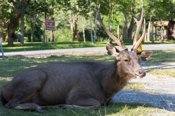 Male Cervus or Rusa unicolor with beautiful antler sit on the grass in Khao Yai National Park, Nakhonratchasima province; Thailand