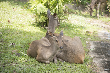 Wild deer in the wild