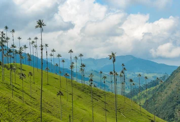 Poster Wax palm trees of Cocora Valley, Colombia © javarman