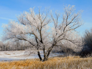Winter Hoarfrost Tree