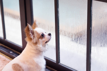 Chihuahua small dog looking outside through the window in rainning day.