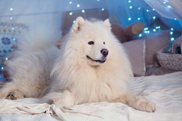 a dog in a Christmas decor