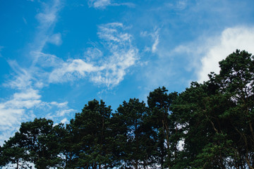 A shot of a magpie sitting in a tall pine tree against a blue sky.