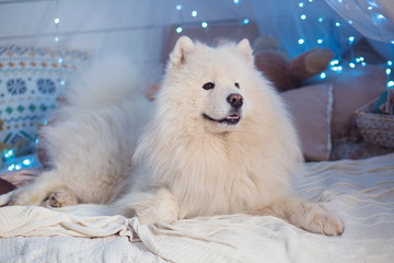 a dog in a Christmas decor