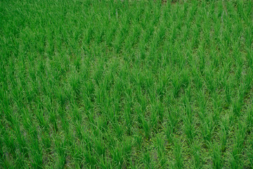 Fototapeta premium Rice field in Thailand you may find the central of country