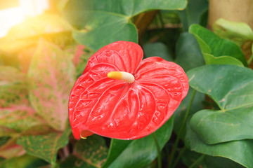 Close up of red anthurium with sunlight.