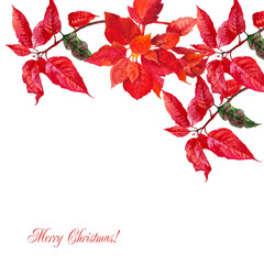 Background with red poinsettia