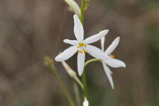  St Bernard lily (Anthericum liliago)