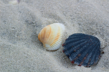 Black and white pearl clams on coastal sands