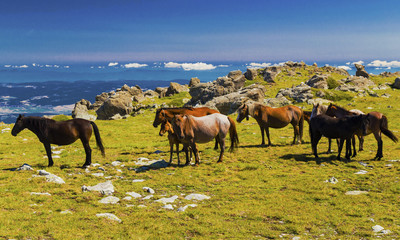 Fototapeta na wymiar Beautiful landscape with wild horses in the mountain