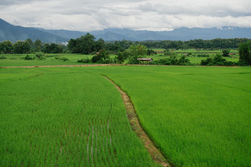 Obraz premium Green field full of wheat