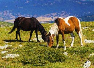 Naklejka na ściany i meble Beautiful landscape with wild horses in the mountain