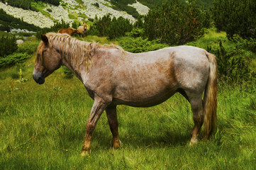 Fototapeta premium Beautiful landscape with wild horse in the mountain