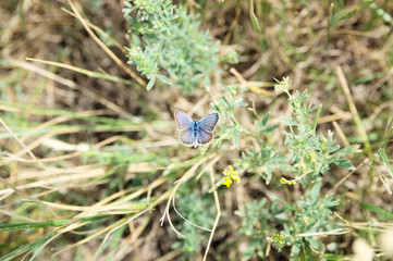 common blue field butterfly - Lycaena icarus in her natural environment at summer