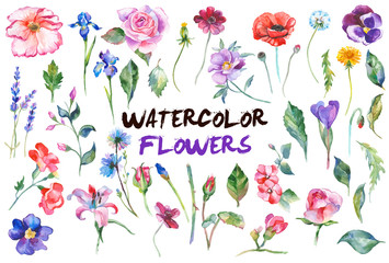 Watercolor flowers illustration