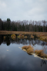 autum like against dark brown forest