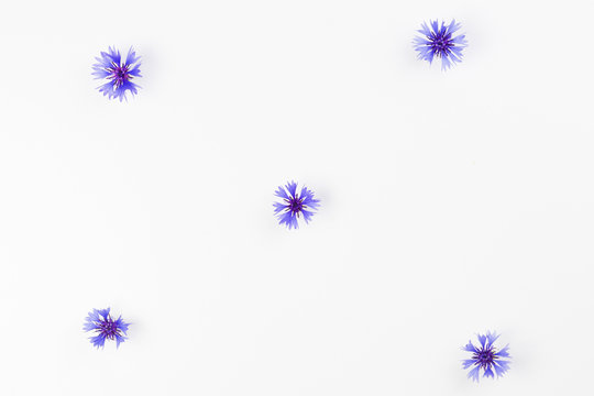 Blue cornflower pattern on white background