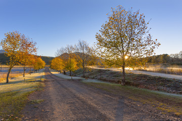 Autumn colored trees along the road