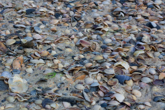 Seashells and clams on coastal sands, sandy seascape