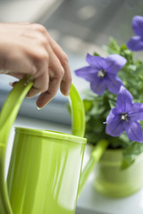Watering purple flowers with a green watering can