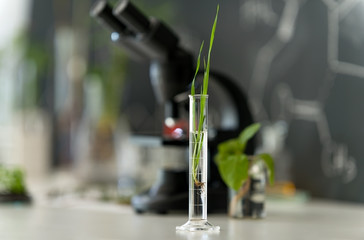 Plant in laboratory