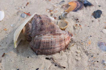 Big seashell and clams on coastal beach seascape