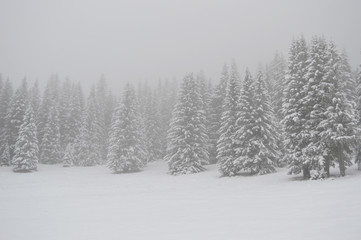 Obraz premium Winter forest