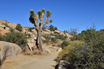 Fototapeta na wymiar A Rocky Landscape at the Joshua tree national park.